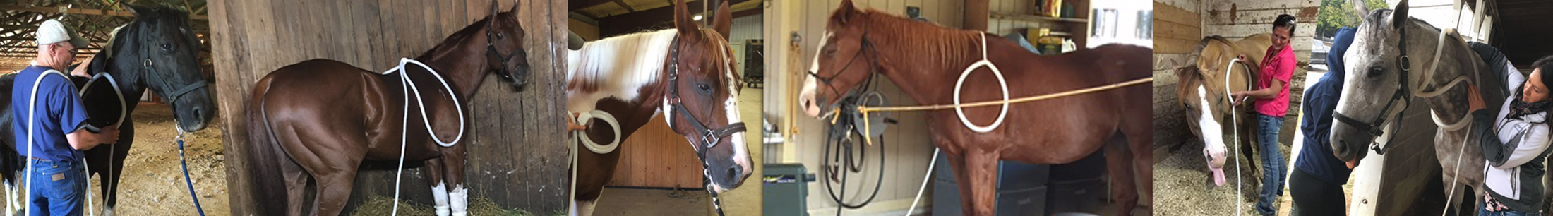 Magna Wave PEMF Machine for Horses Banner - electromagnetic therapy for horses