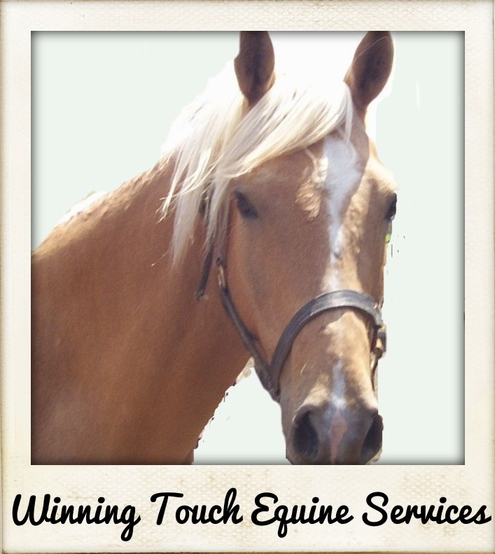 Winning Touch Equine Services | Magna Wave PEMF