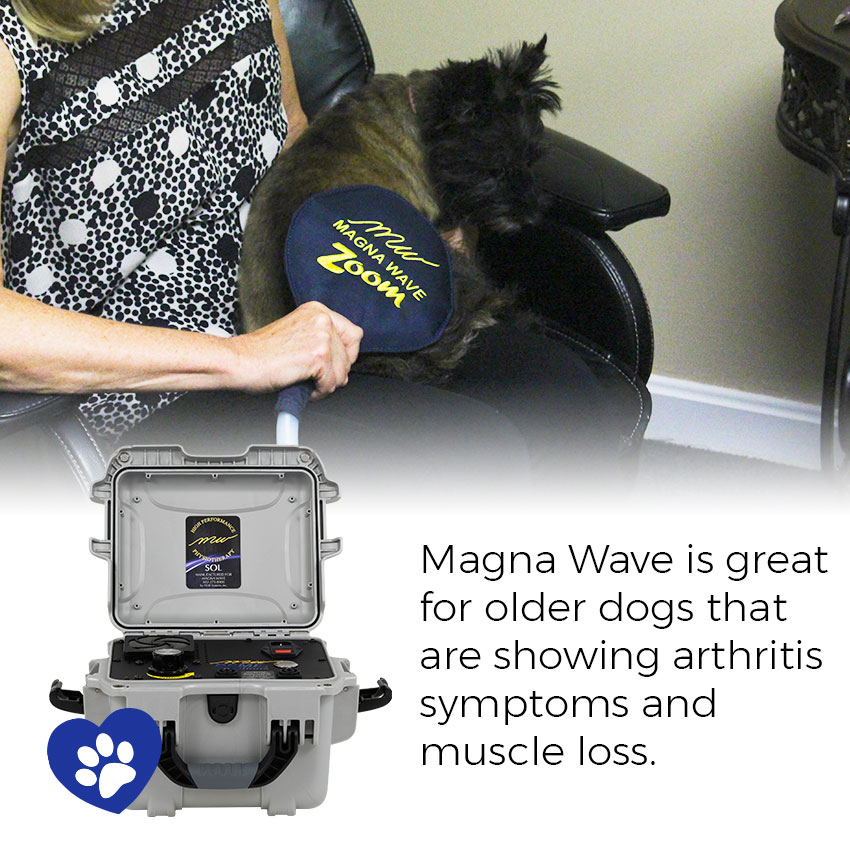 Magna Wave is great for older dogs that are showing arthritis symptoms and muscle loss.