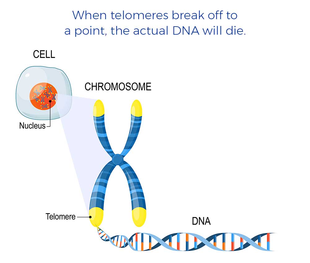 When telomeres break off to a point, the actual DNA will die.