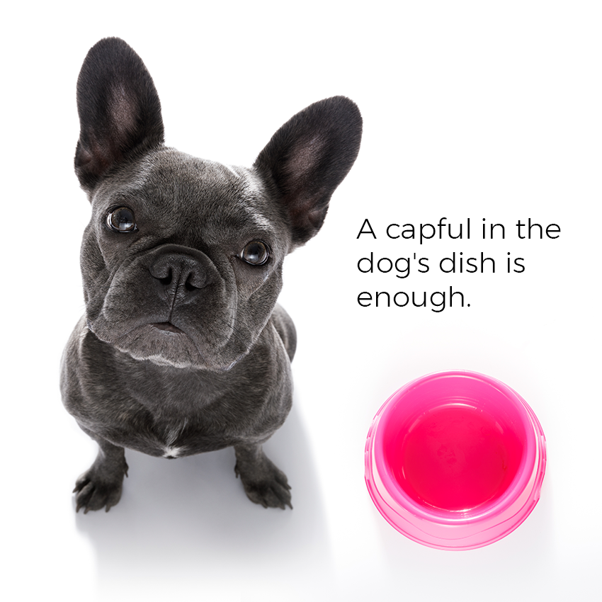 A capful in the dog's dish is enough.