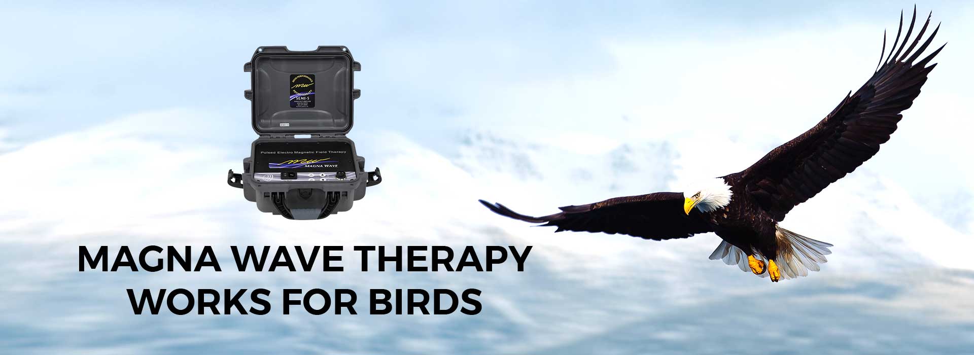 Magna Wave Therapy Works for Birds
