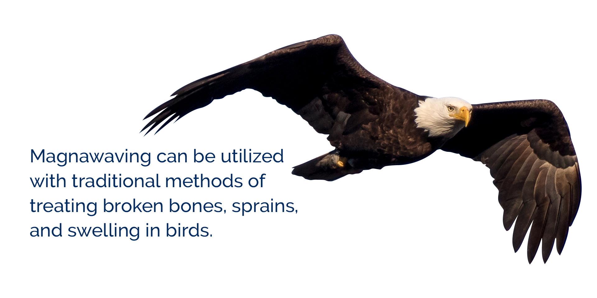 Magnawaving can be utilized with traditional methods of treating broken bones, sprains, and swelling in birds.