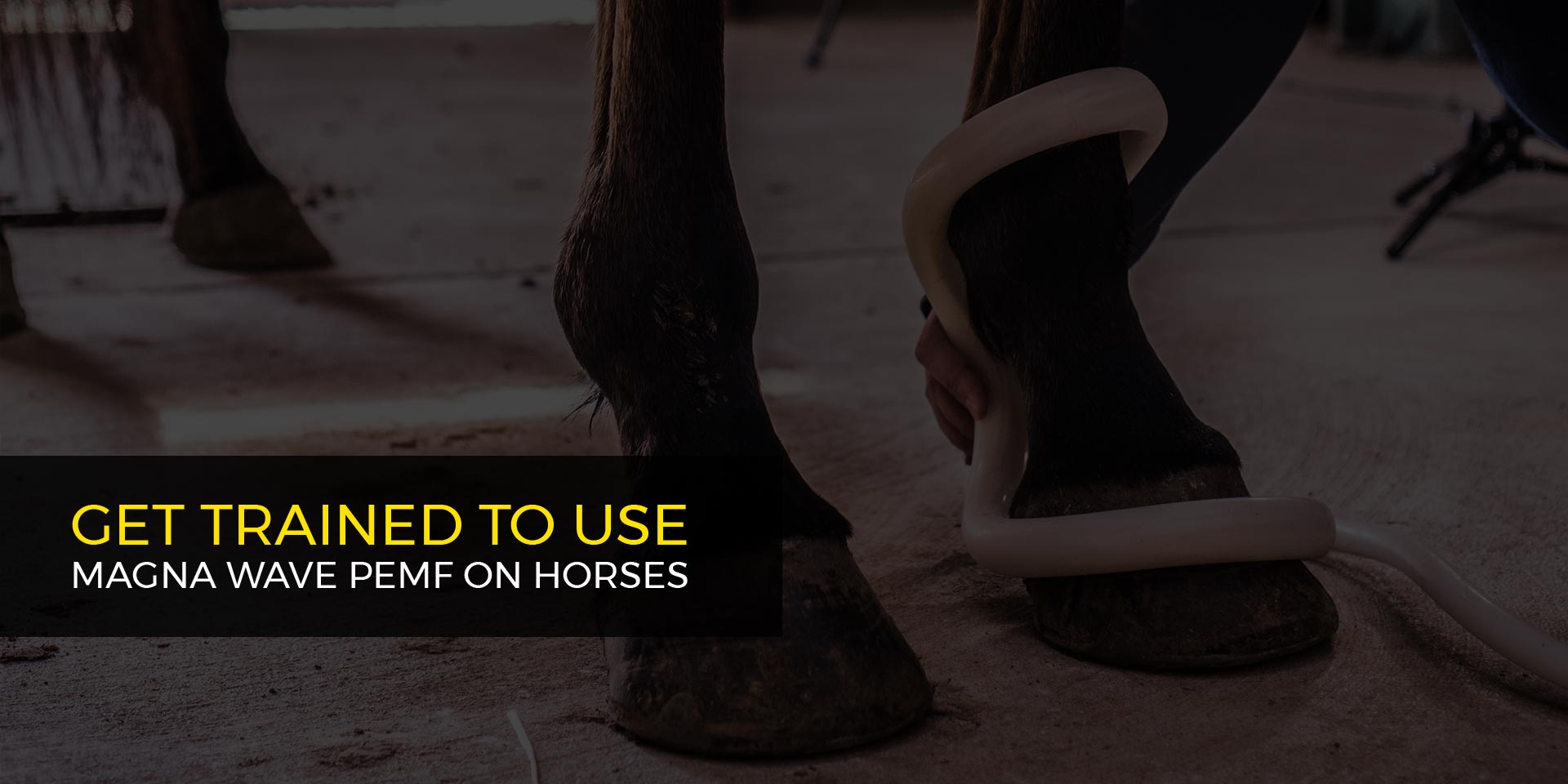 Get Trained to Use Magna Wave PEMF on Horses