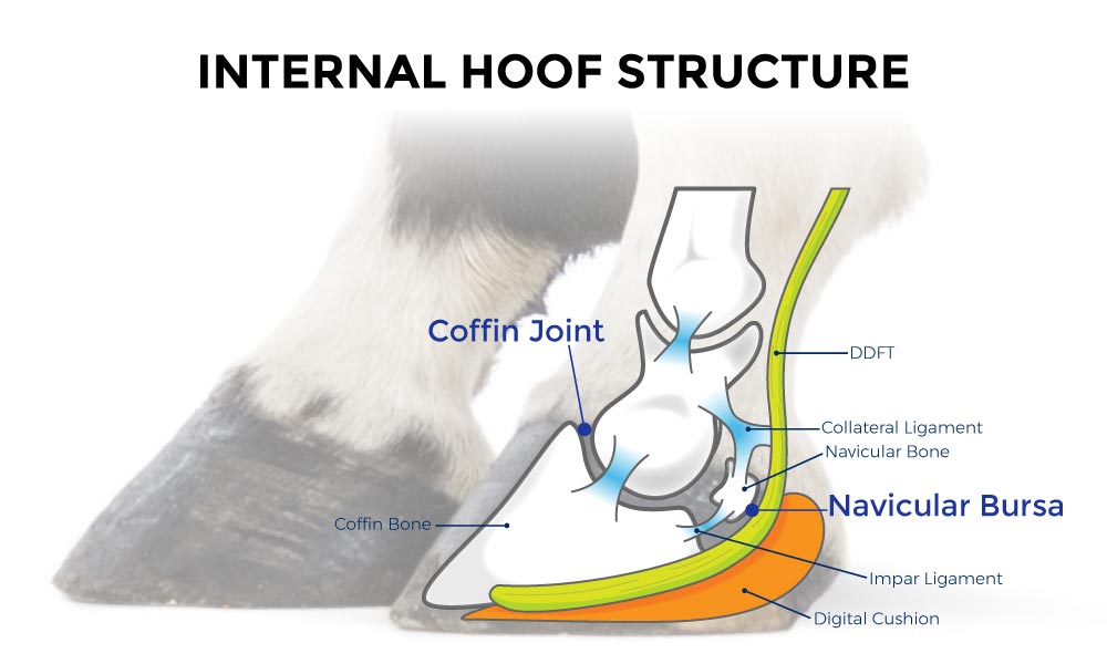 Internal Hoof Structure