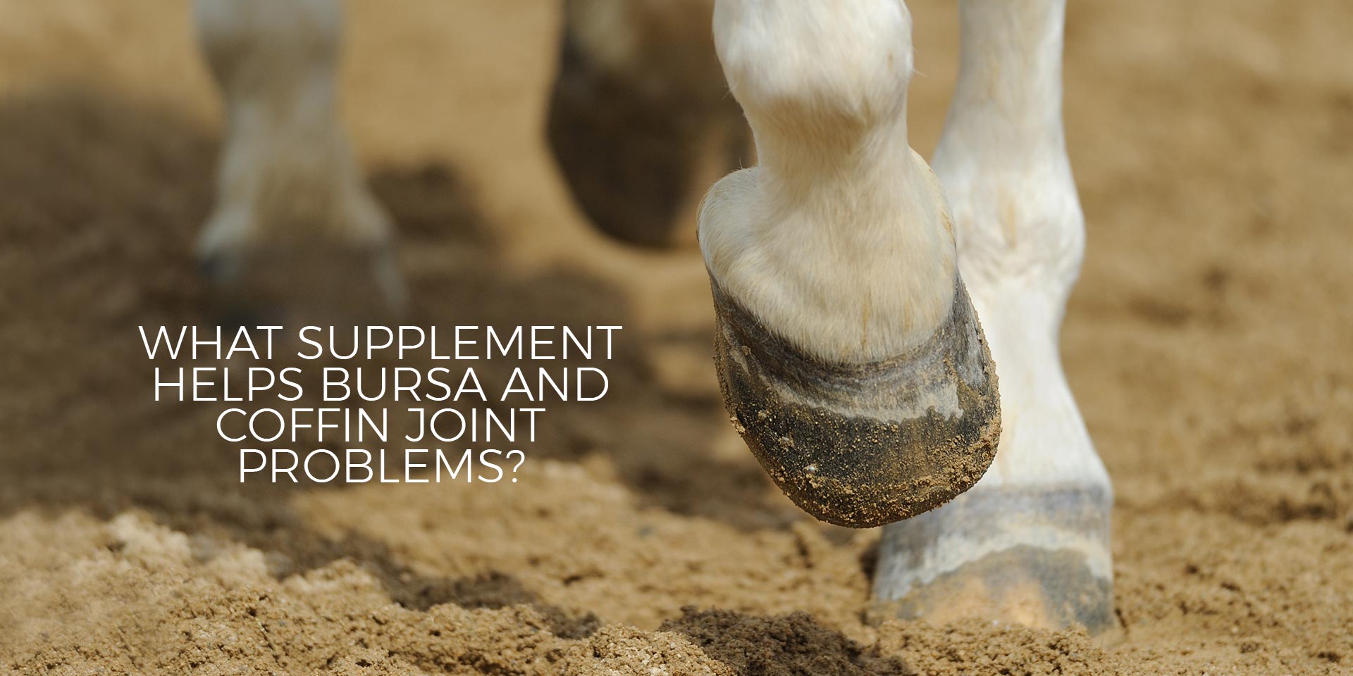 What Supplement Helps Bursa and Coffin Joint Problems?