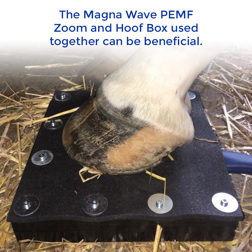 The Magna Wave PEMF Zoom and Hoof Box used together can be beneficial.