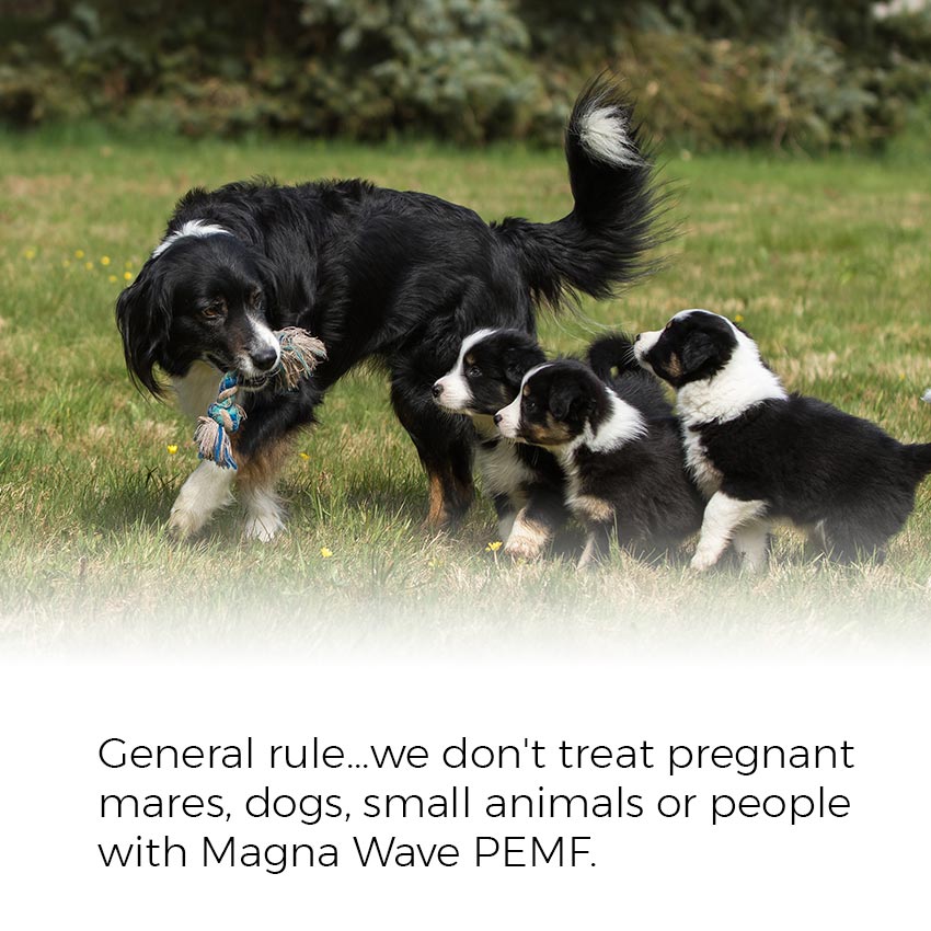 General rule.. we don't treat pregnant mares, dogs, small animals or people with Magna Wave PEMF.