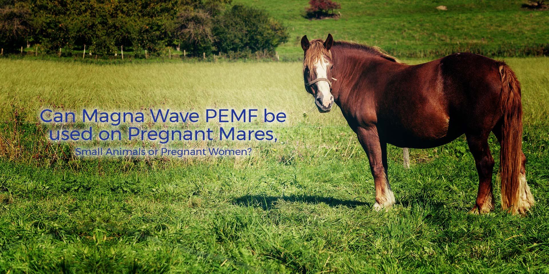 Can Magna Wave PEMF be used on Pregnant Mares, Small Animals or Pregnant Women?