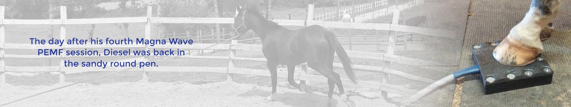 The day after his fourth Magna Wave PEMF session, Diesel was back in the sandy round pen.