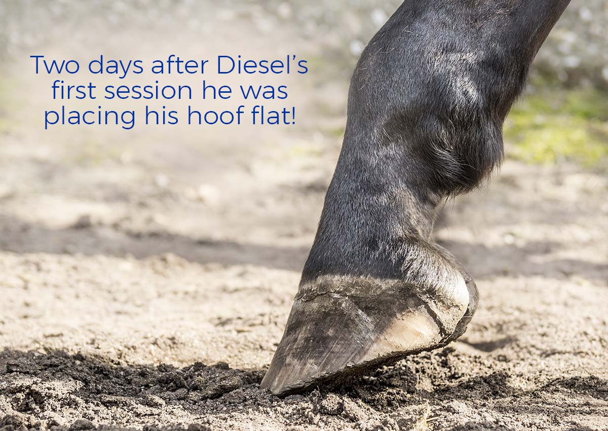 Two Days after Diesel's first session he was placing his hoof flat!