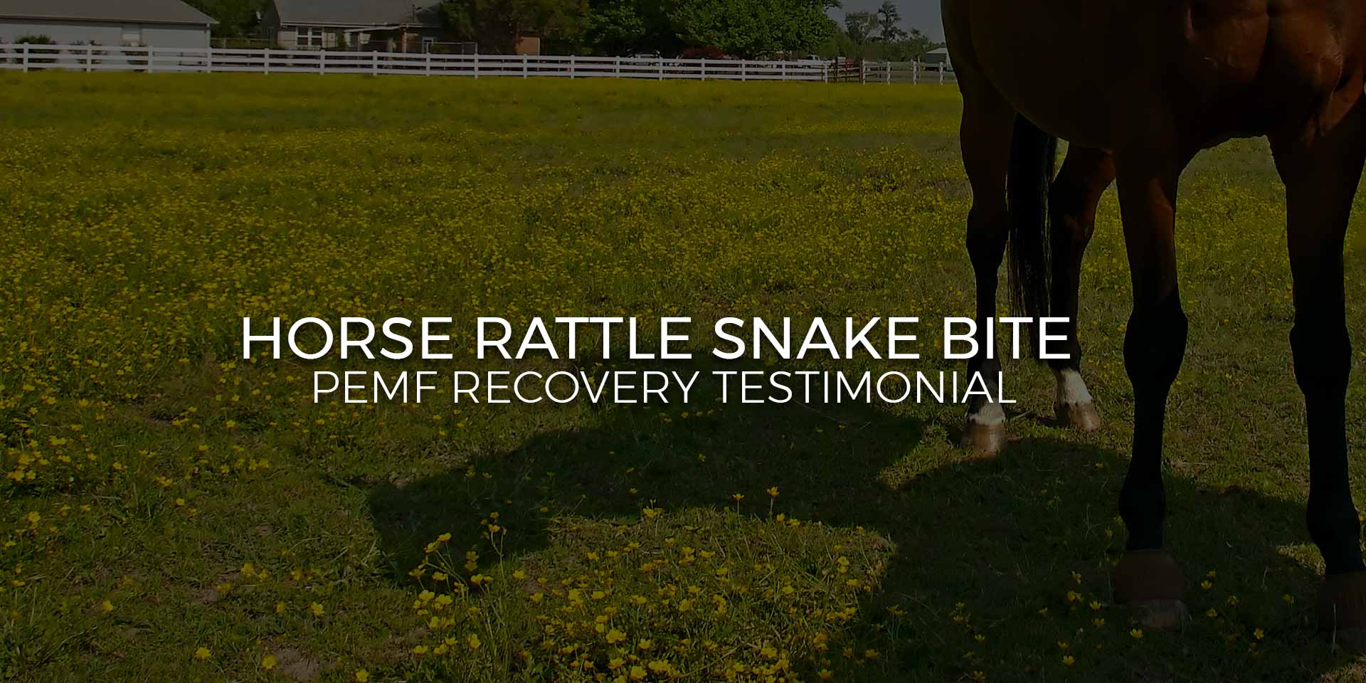 Horse Rattle Snake Bite - PEMF Recovery Testimonial