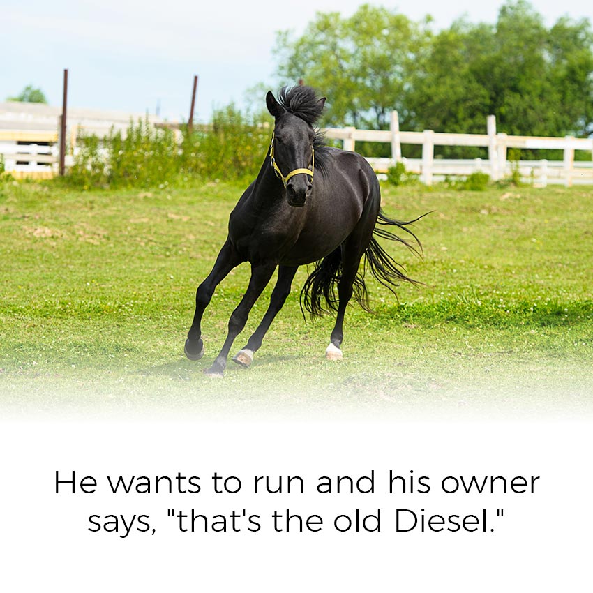 He wants to run and his owner says, "that's the old Diesel."