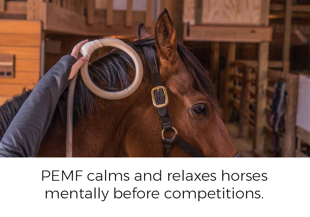 PEMF calms and relaxes horses mentally before competitions.