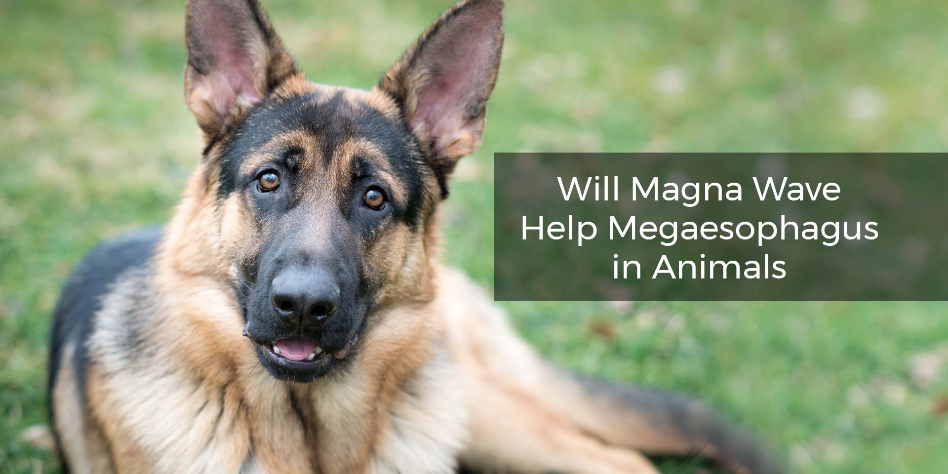 Will Magna Wave Help Megaesophagus in Animals?