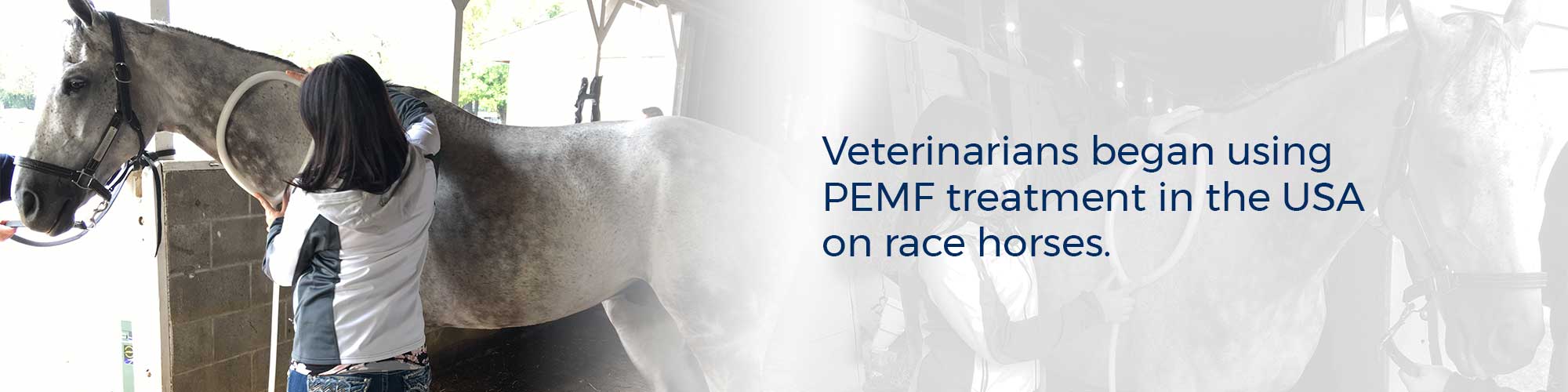 Veterinarians began using PEMF treatment in the USA on race horses.