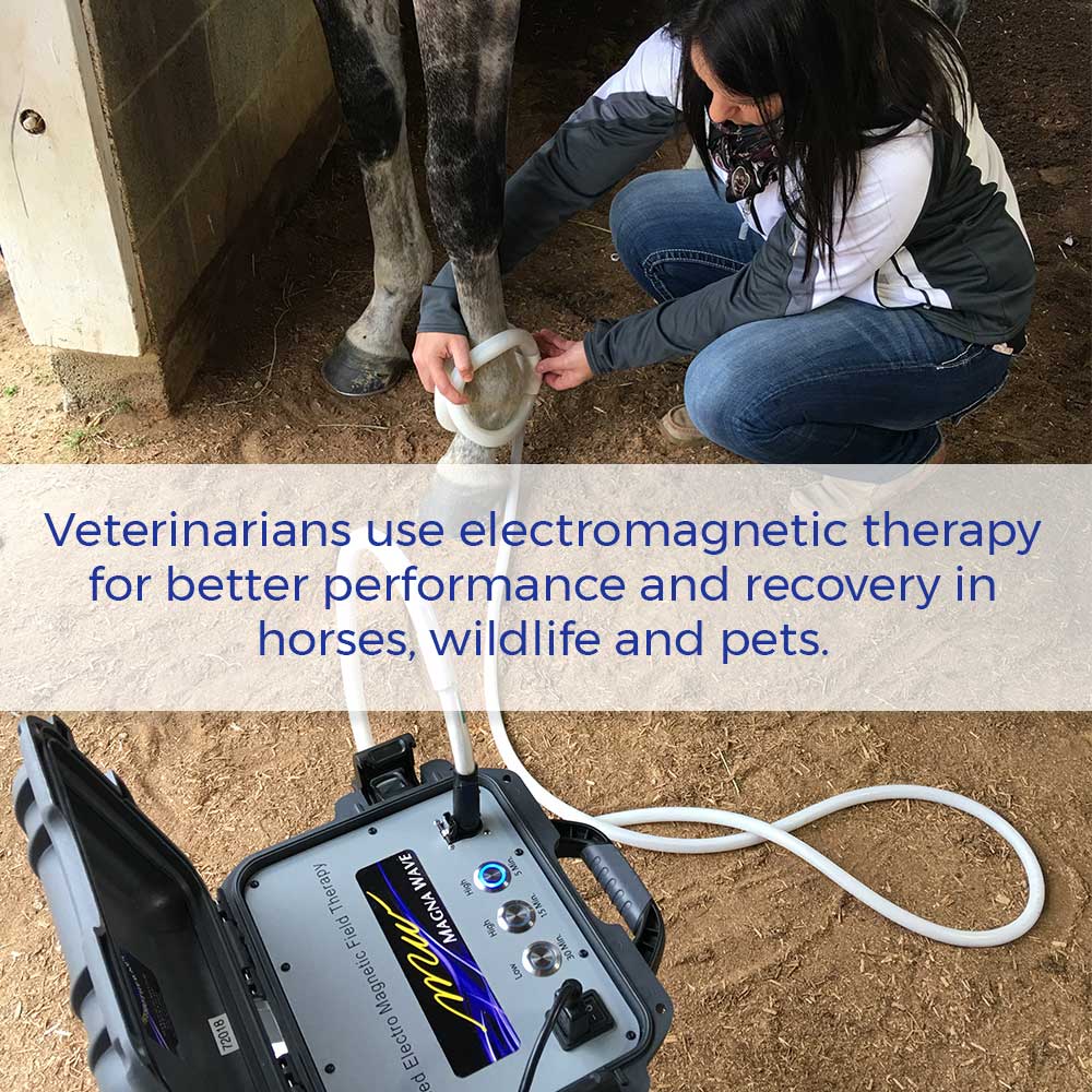 Veterinarians use electromagnetic therapy for better performance and recovery in horses