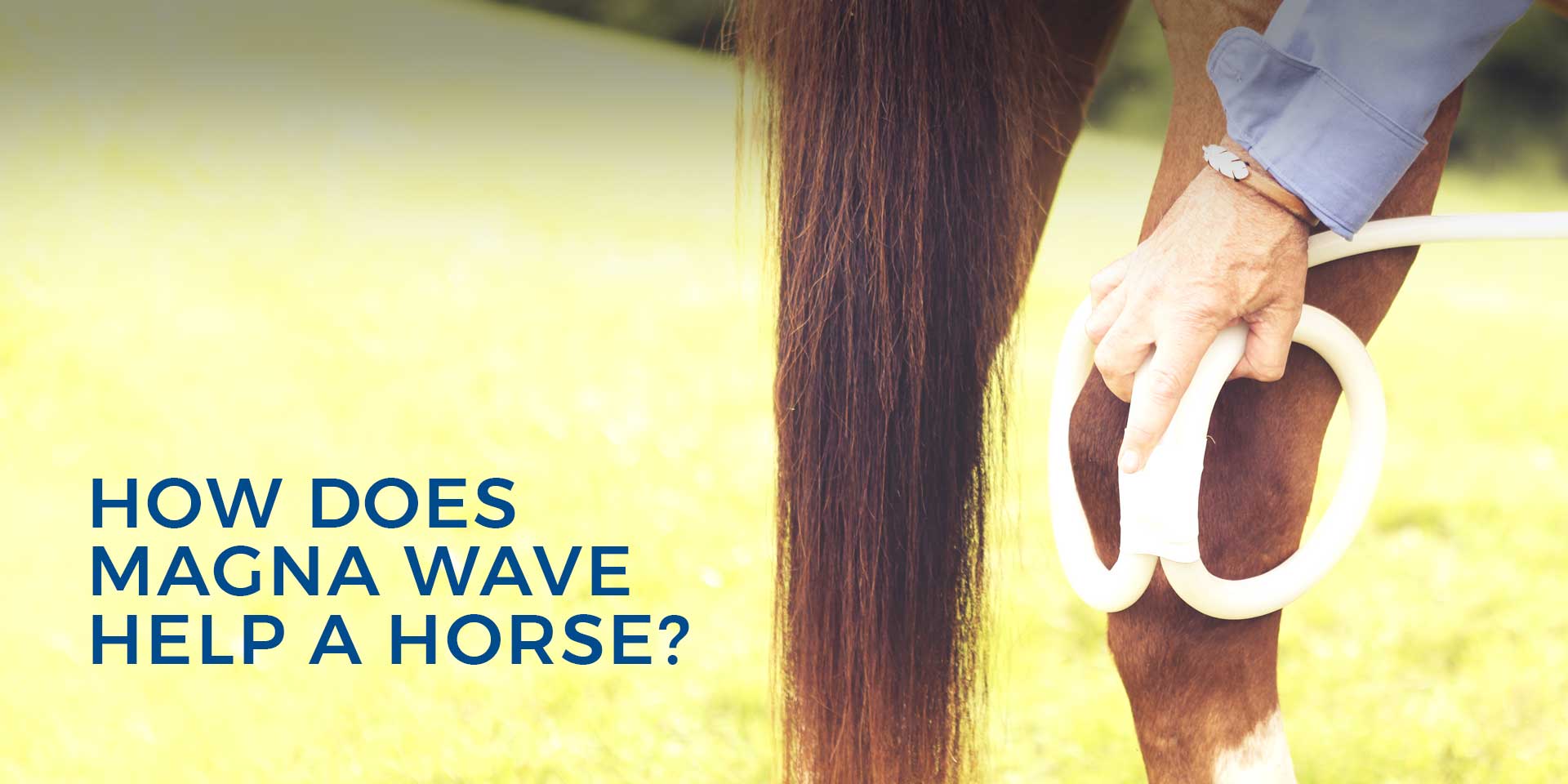 How Does Magna Wave Help a Horse?