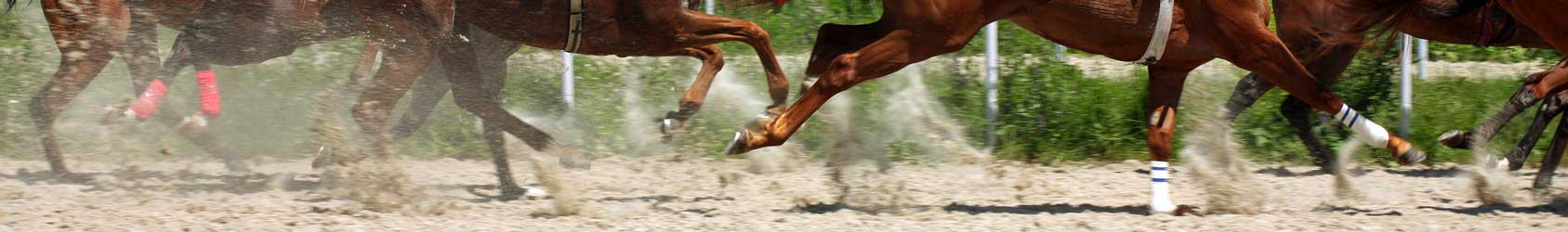 PEMF Devices for Horses