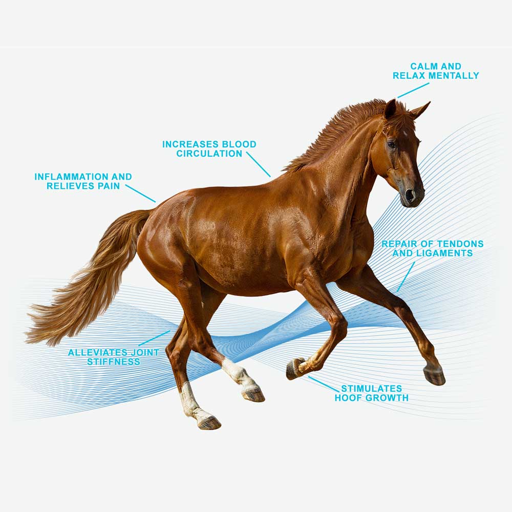 Diagram of Horse Magna Wave PEMF Machine for Horses
