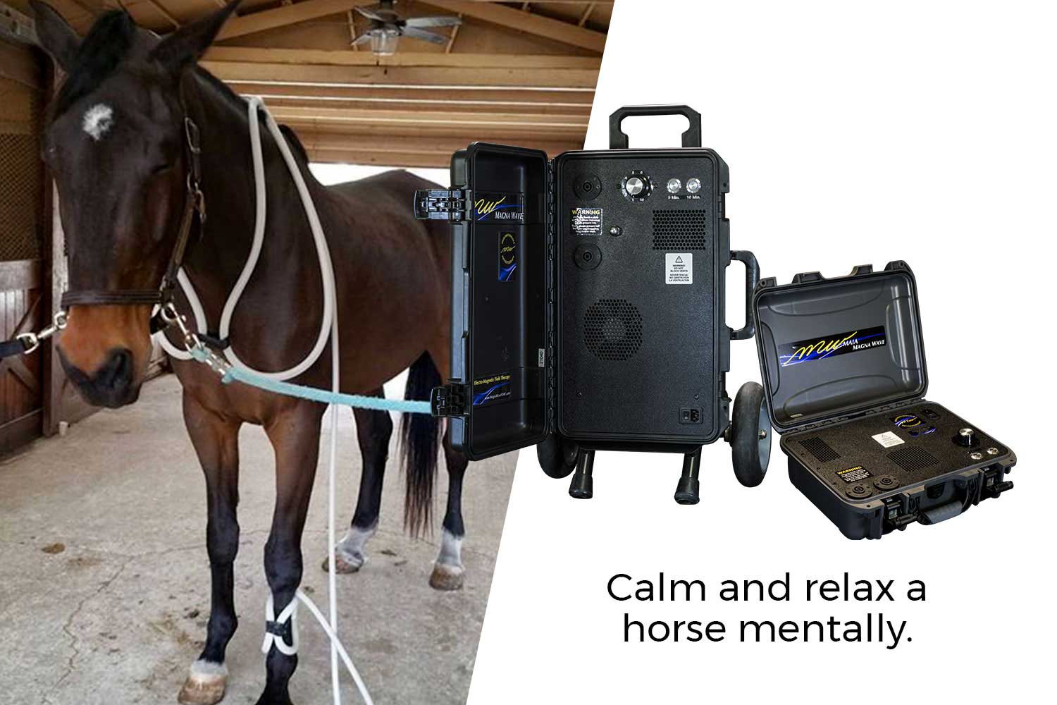 Calm and relax a horse mentally.