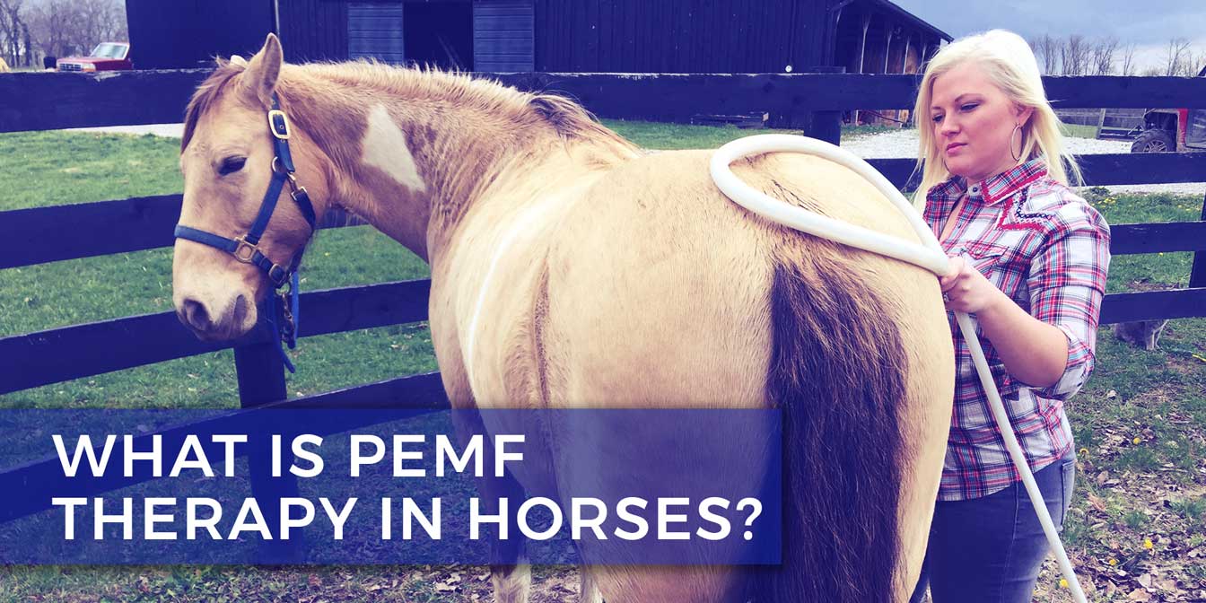 What is PEMF Therapy in Horses?