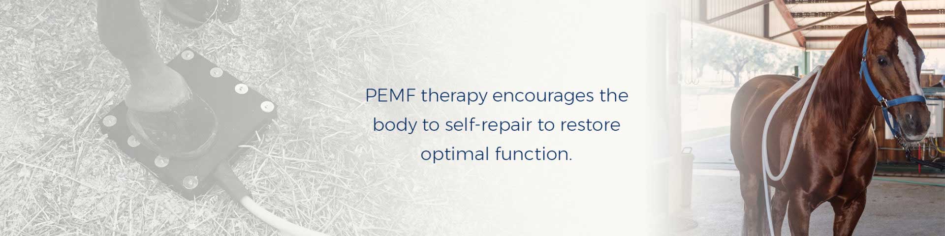 PEMF therapy encourages the body to self-repair to restore optimal function.