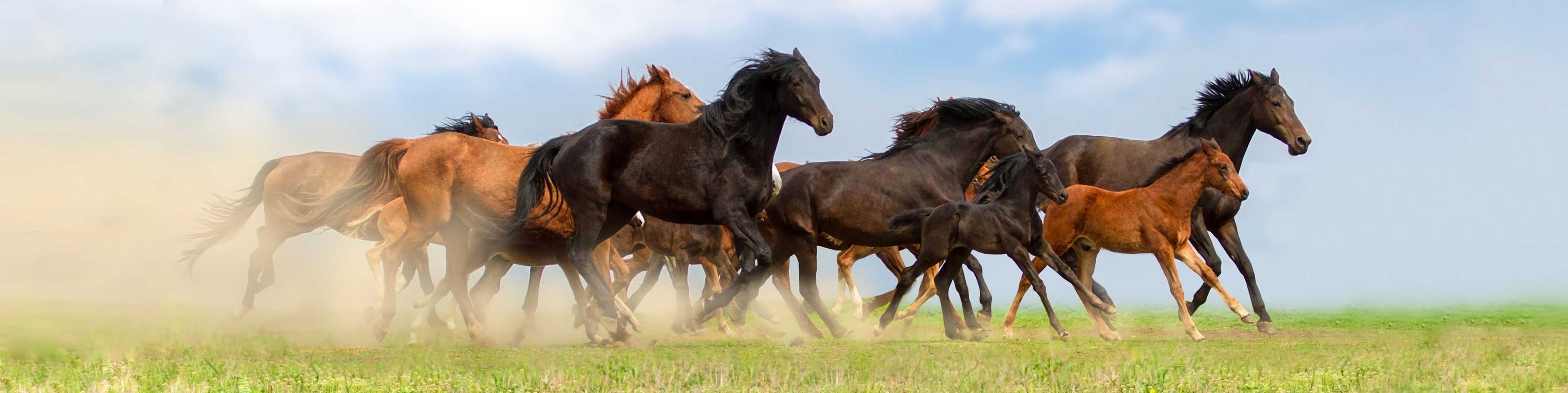 Get your horse Running again with Magna Wave Best Degenerative Joint Disease Treatment