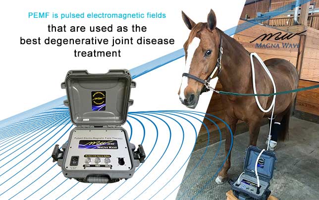 Magna Wave PEMF is the Best Degenerative Joint Disease Treatment for your horse