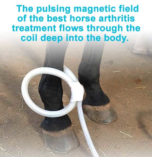 The pulsing magnetic field of the best horse arthritis treatment flows through the coil deep into the body.