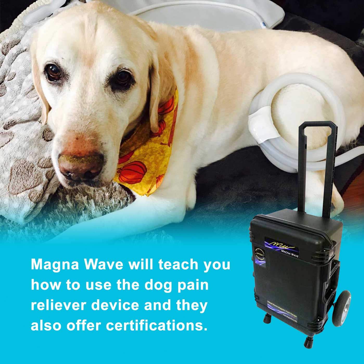 Magna Wave will teach you how to use the dog pain reliever device.