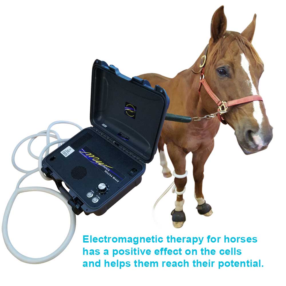 Electromagnetic therapy for horses has a positive effect on the cells and helps them reach their potential.