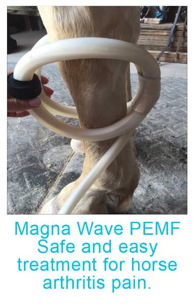 Magna Wave PEMF Safe and easy treatment for horse arthritis pain