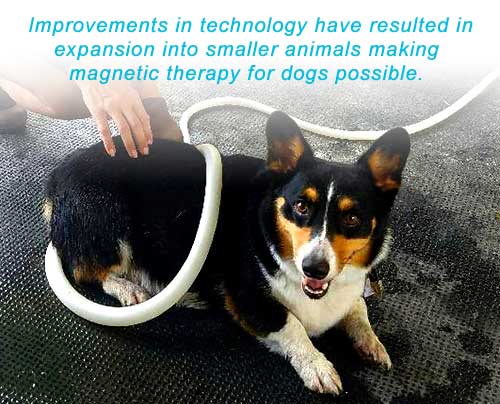 Magna Wave - Magnetic Therapy for Dogs Technology Smaller Animals