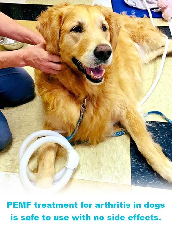 PEMF Treatment for arthritis in dogs is safe to use with no side effects.