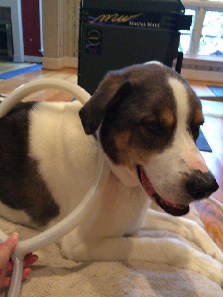 Magna Wave - Magnetic Therapy for Dogs Technology Smaller Animals