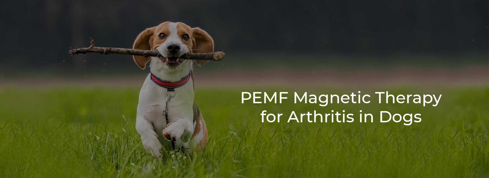 PEMF Magnetic Therapy for Arthritis in Dogs