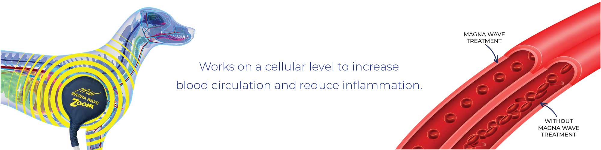 Works on a cellular level to increase blood circulation and reduce inflammation