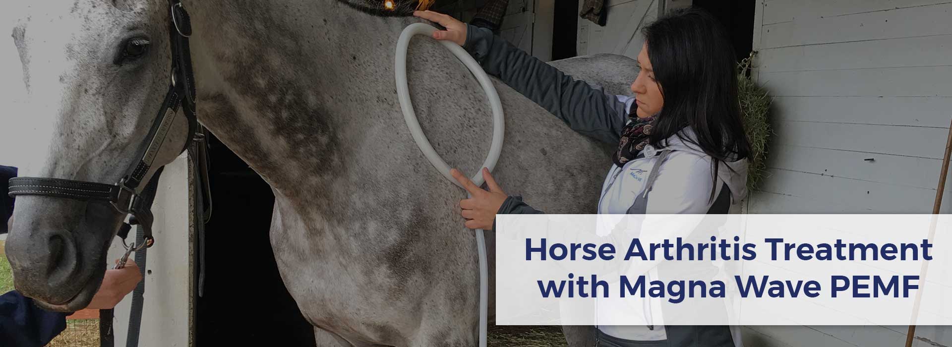Horse Arthritis Treatment with Magna Wave PEMF