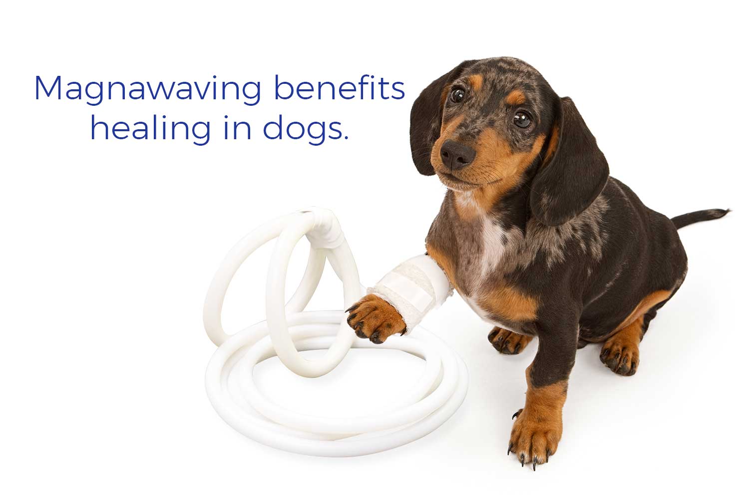 Magnawaving benefits healing in dogs.