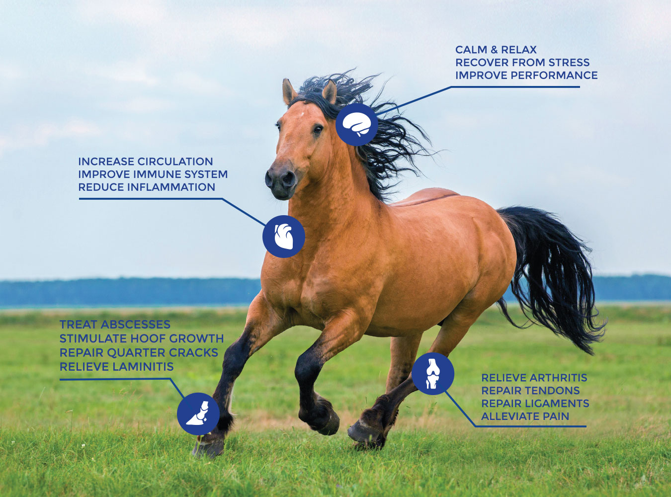 Increase Circulation, improve immune system, reduce inflammation, calm & relax, recover from stress, improve performance, relieve arthritis, repair tendons, repair ligaments, alleviate pain, treat abscesses, stimulate hoof growth, repair quarter cracks, and relieve laminitis.