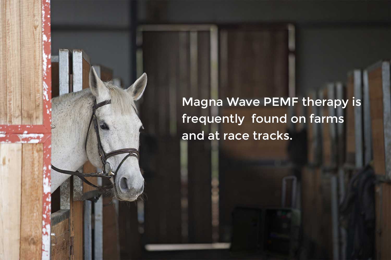 Magna Wave PEMF therapy is frequently found on farms and at race tracks