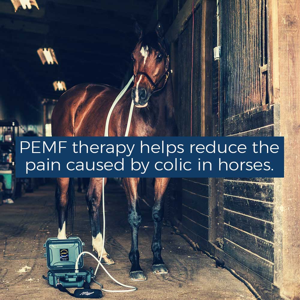 PEMF therapy helps reduce the pain caused by colic in horses