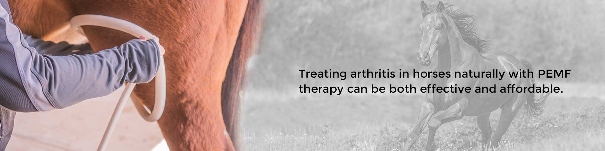 Treating arthritis in horses naturally with PEMF therapy can be both effective and affordable.