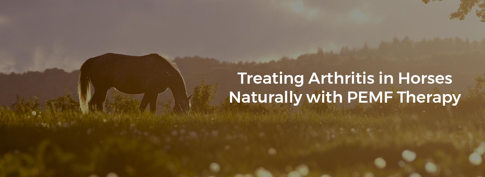 Treating Arthritis in Horses Naturally with PEMF Therapy