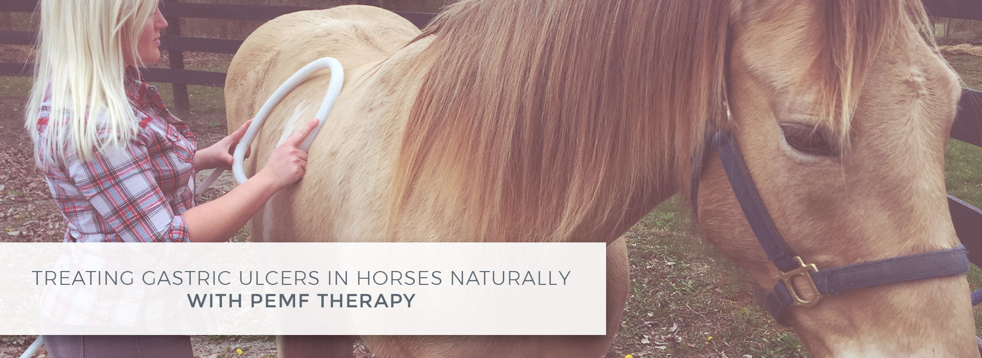 Treating Gastric Ulcers in Horses Naturally with PEMF Therapy