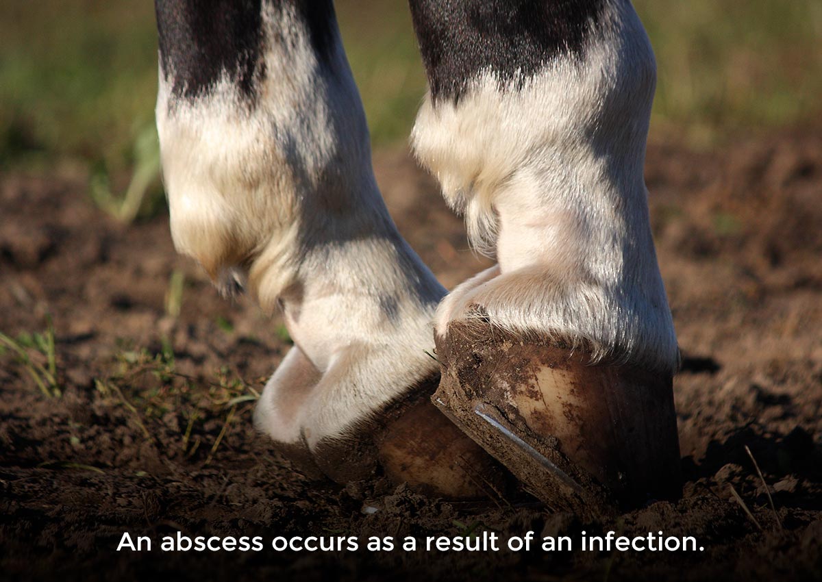 An abscess occurs as a result of an infection