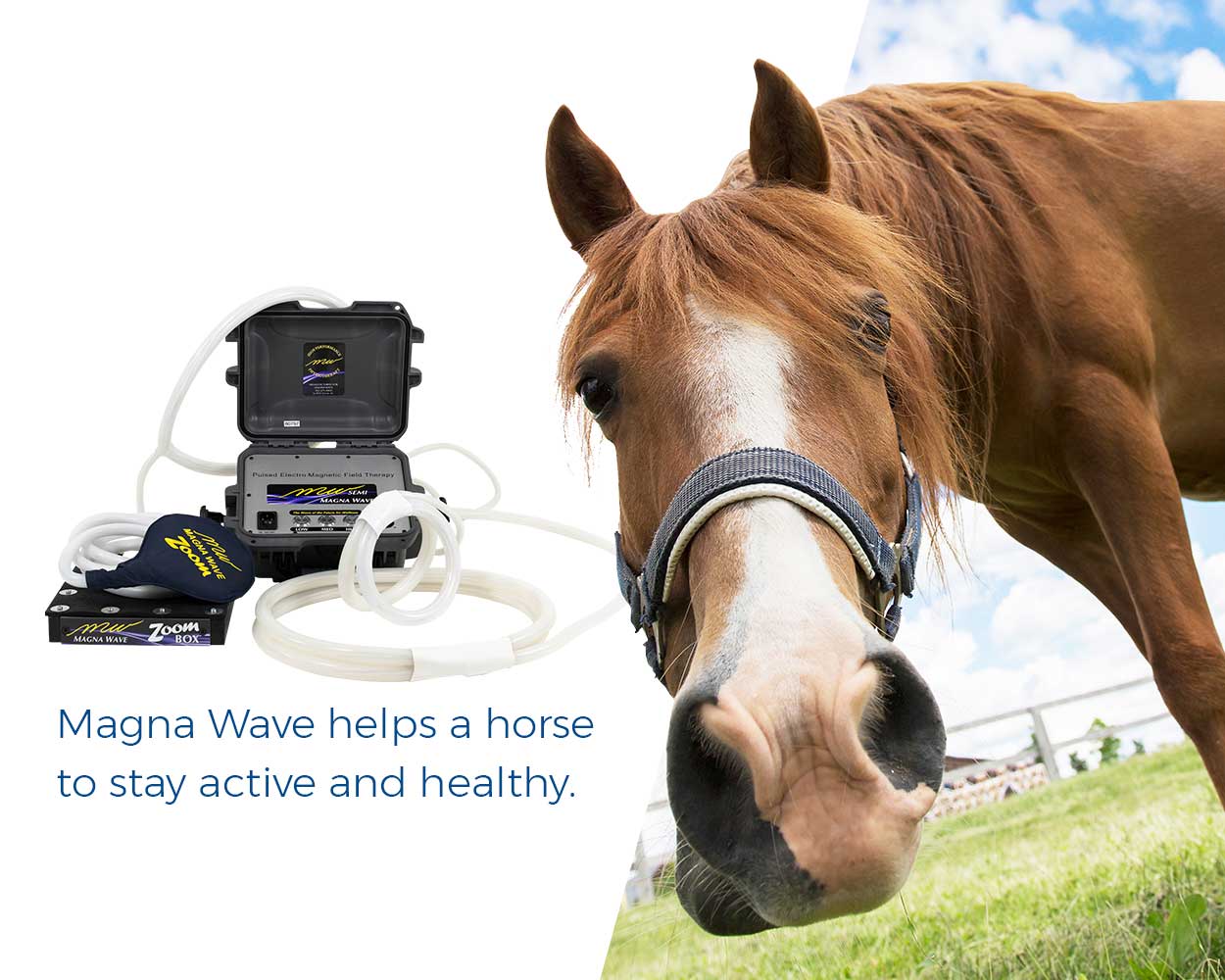 Magna Wave helps a horse to stay active and healthy